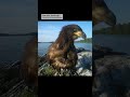 Eagle family stuns on Lake Carmi nest cam, six years running
