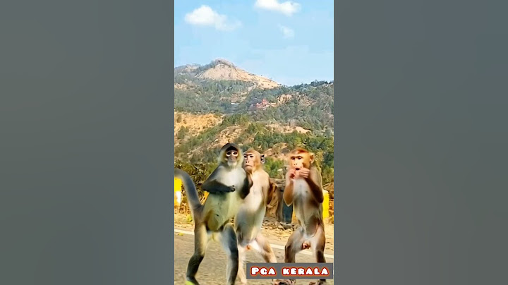 Monkey street dance. Viral performance. Macaca. Macaco. Macaque. Monkey dance. Bandar. Mukkala