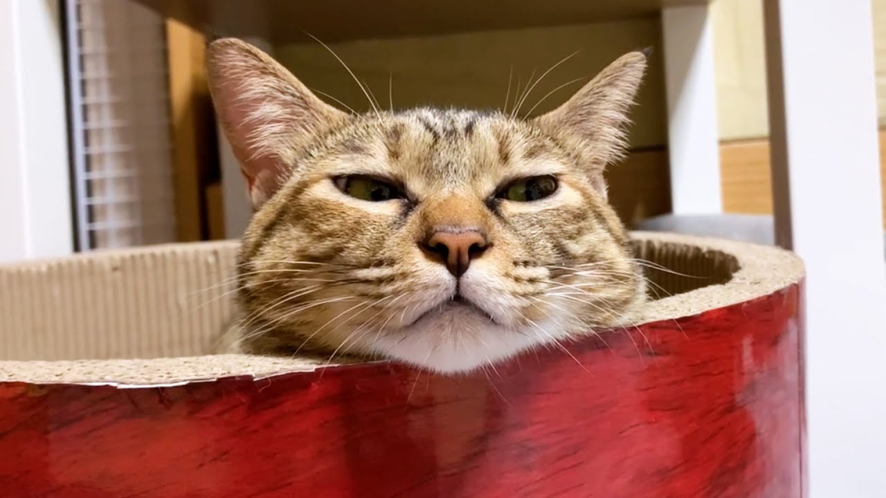 野性味がないコに見られがち ツチノコポーズ の心理