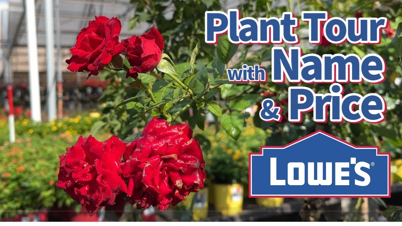 Plant Shopping/ Lowe's Garden Center Florida Zone 9b/ Plant Tour with ...