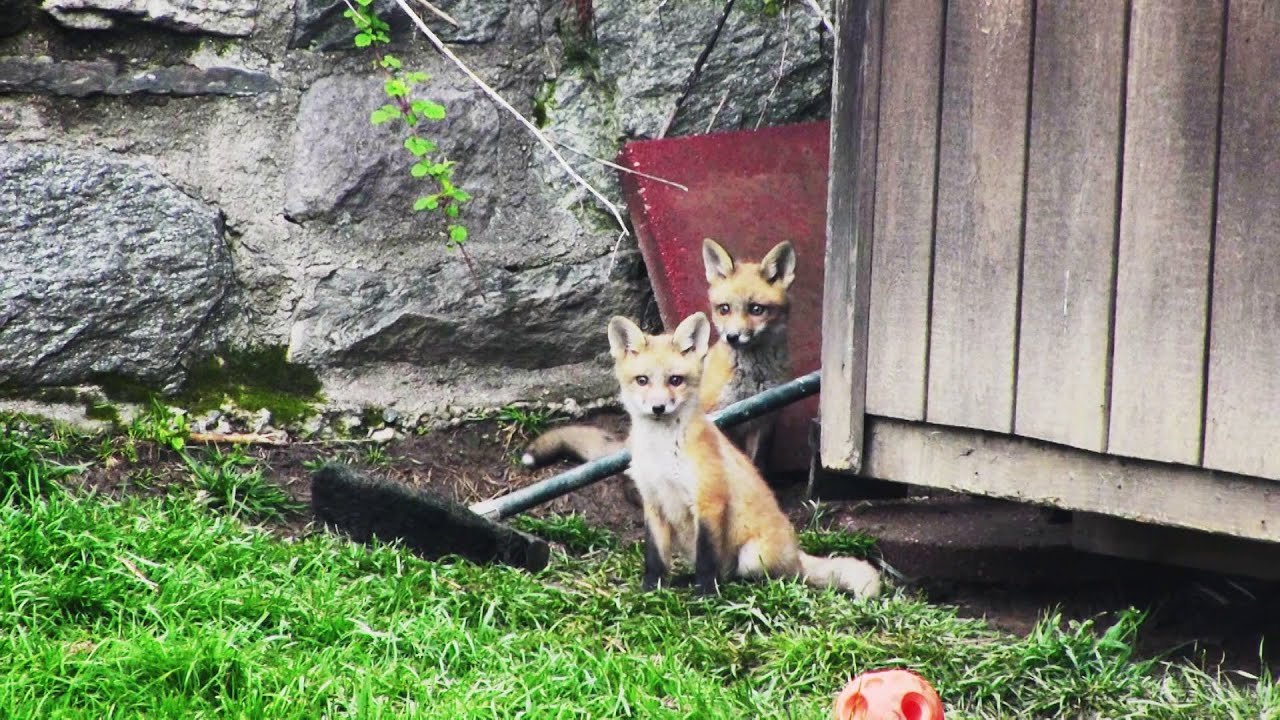 Backyard Fox: Cute fox cubs, 