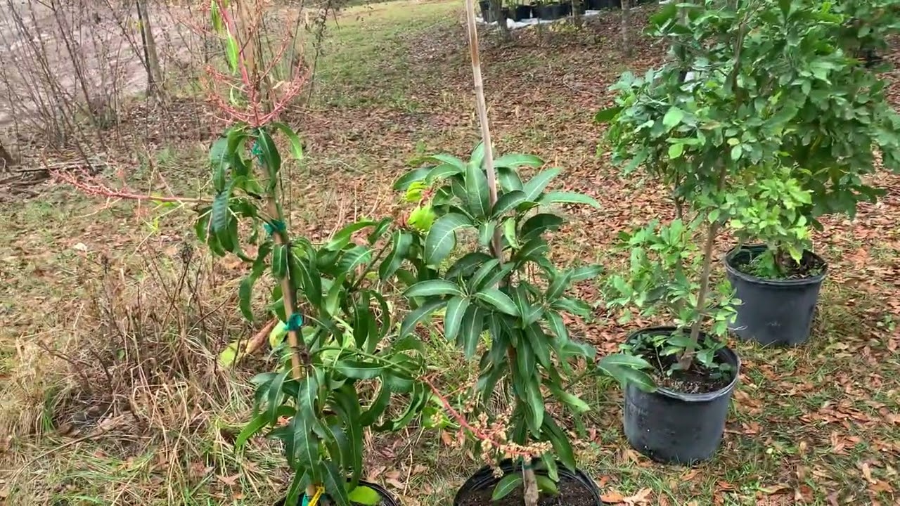 Tropical fruit trees to grow in central Florida YouTube