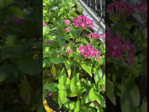 SABgardening Flower Lover Plantflower Sabichamling