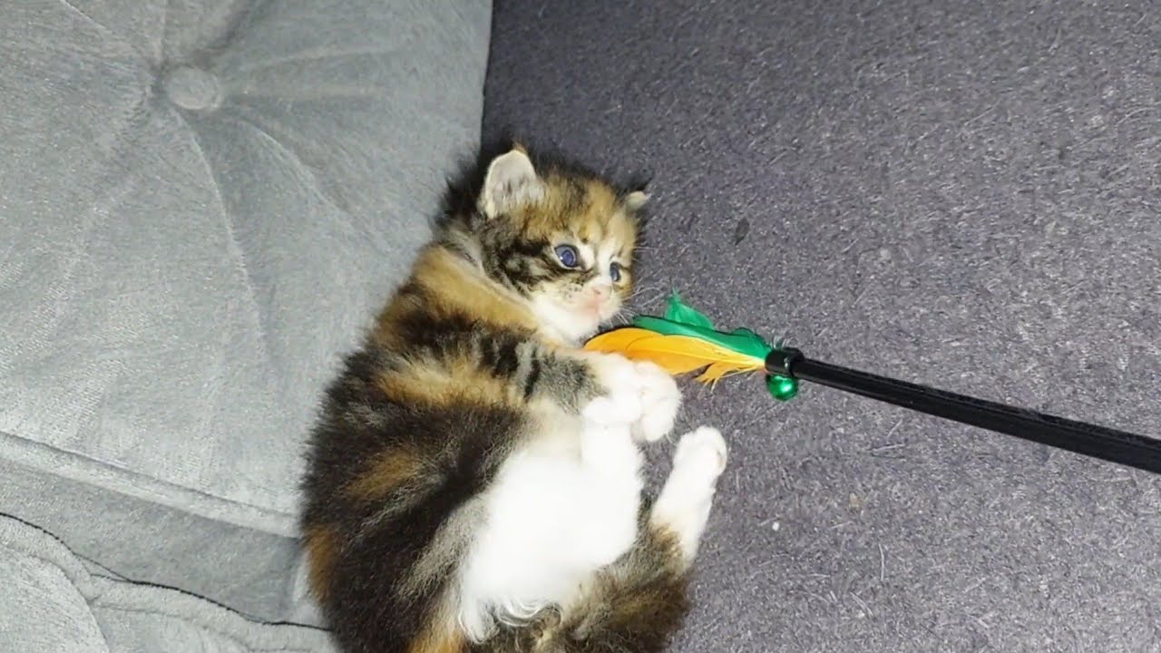 VIDEO KUCING LUCU PUNYA MAINAN BARU BIKIN GEMES - YouTube