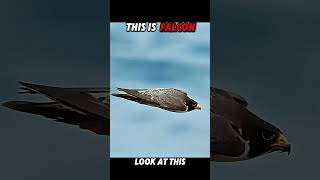 Falcon Shows the Eagle How It's Done #trending #animals #wildlife #birds #falcon #eagle #shorts