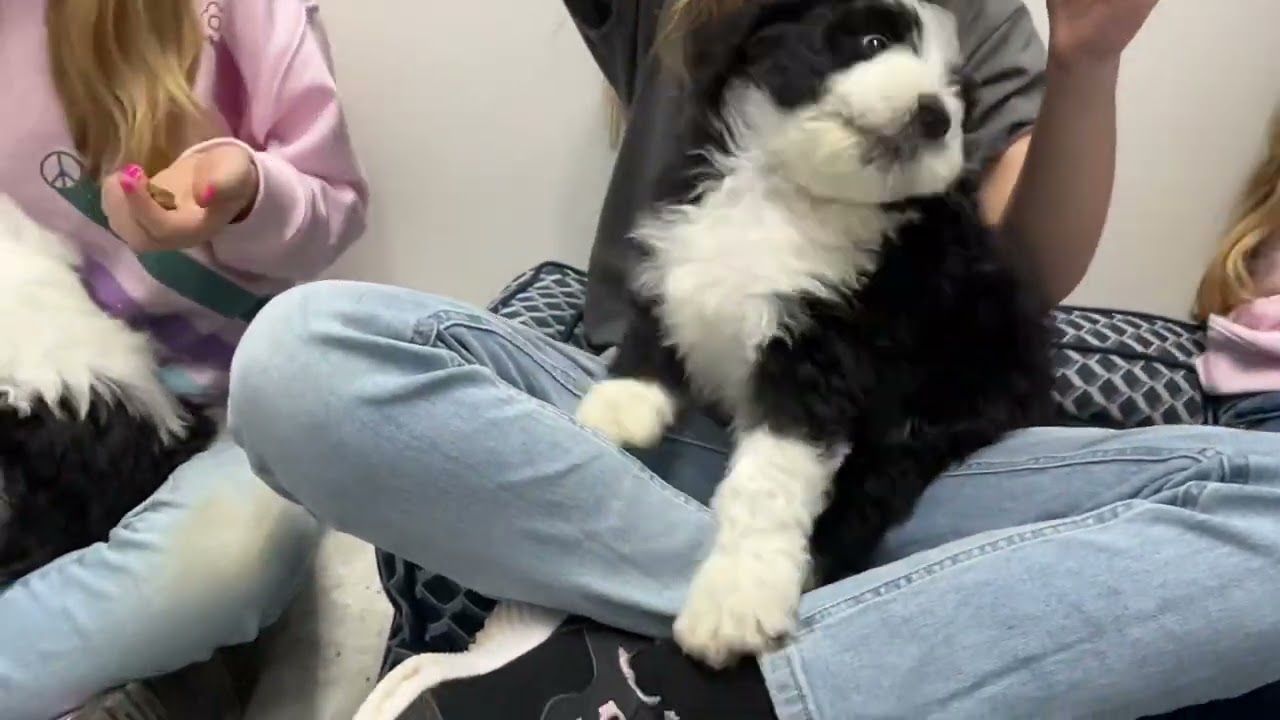 Standard Sheepadoodle Puppies For Sale - Prairie Hill Puppies - Faith and Einstein