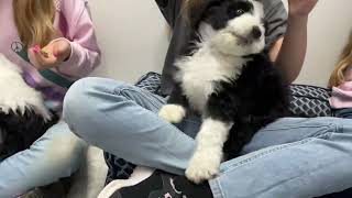 Standard Sheepadoodle Puppies For Sale - Prairie Hill Puppies