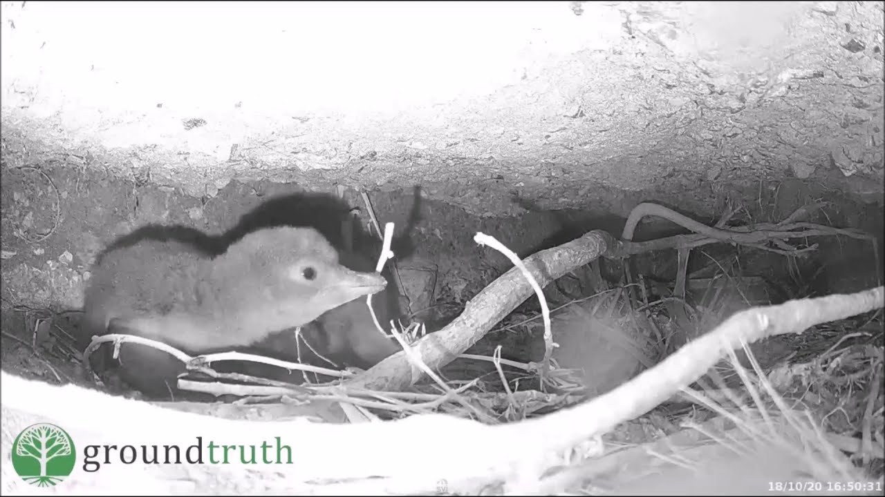 Корора (Маленький пингвин или Голубой пингвин). Kororā (Little Penguin) New Zealand's.