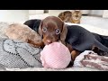 Mini dachshund puppies are playing