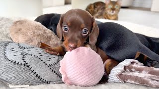 Mini Dachshund puppies are playing.