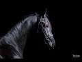 Powerful [Equestrian Music Video]