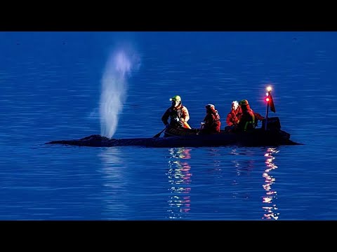 Fading hopes as rescuers attempt to refloat stranded humpback whale on Germany's Baltic coast
