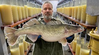 Iowa Walleye | Day at the Rathbun Hatchery