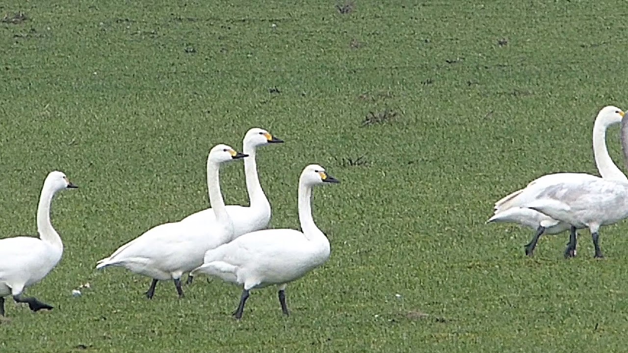 Cygnus bewickii, Kleine zwaan