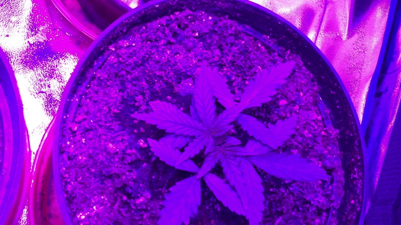 1st cannabis grow - King's Kush - LED & soil