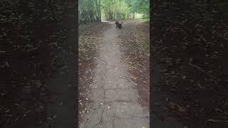 Double Doodle Plays fetch with massive log  #doubledoodle