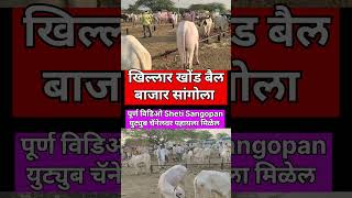 खिल्लार गुरांचा बाजार #viral #शेतकरी #shortsvideo #farming #shorts #bull #bazar #viral #खिल्लार #नाद