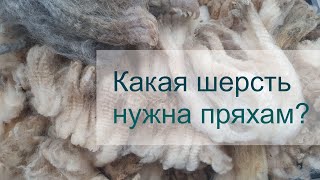 видео: Шерсть никому не нужна? картинка: Шерсть никому не нужна?