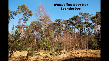 Een wandeling door het Leenderbos tussen Valkenswaard en Leende, Noord-Brabant, Nederland