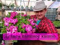 Петуния. Как сформировать самое пышное кашпо?