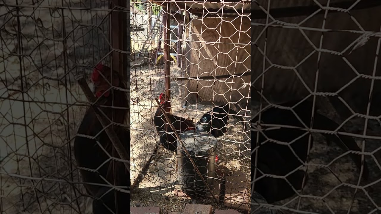 Una cruza nueba de negros.