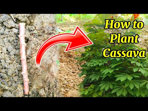 Paano magtanim ng kamoteng kahoy | planting Cassava