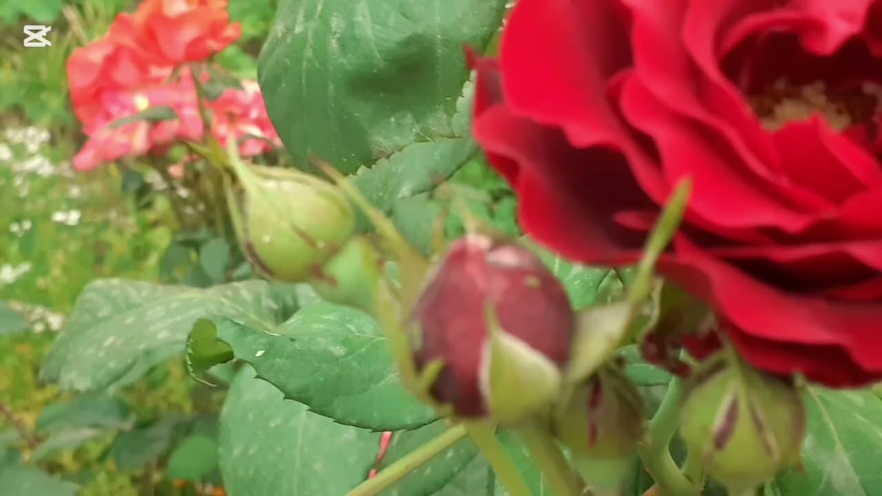 Həyətimi bəzəyən gözəl güllərim💐