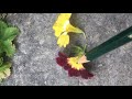Primula