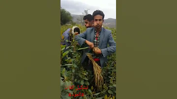 تشكيل القات سوق دمت 