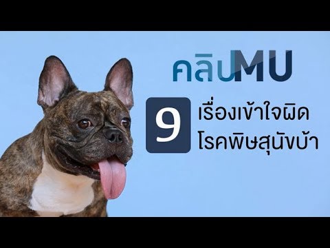 9 เรื่องเข้าใจผิดโรคพิษสุนัขบ้า : คลิป MU [by Mahidol]