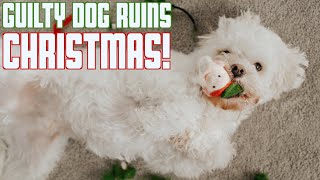 GUILTY DOG RUINS CHRISTMAS | FUNNY PUPPY ADMITS TO EATING CHRISTMAS ELF
