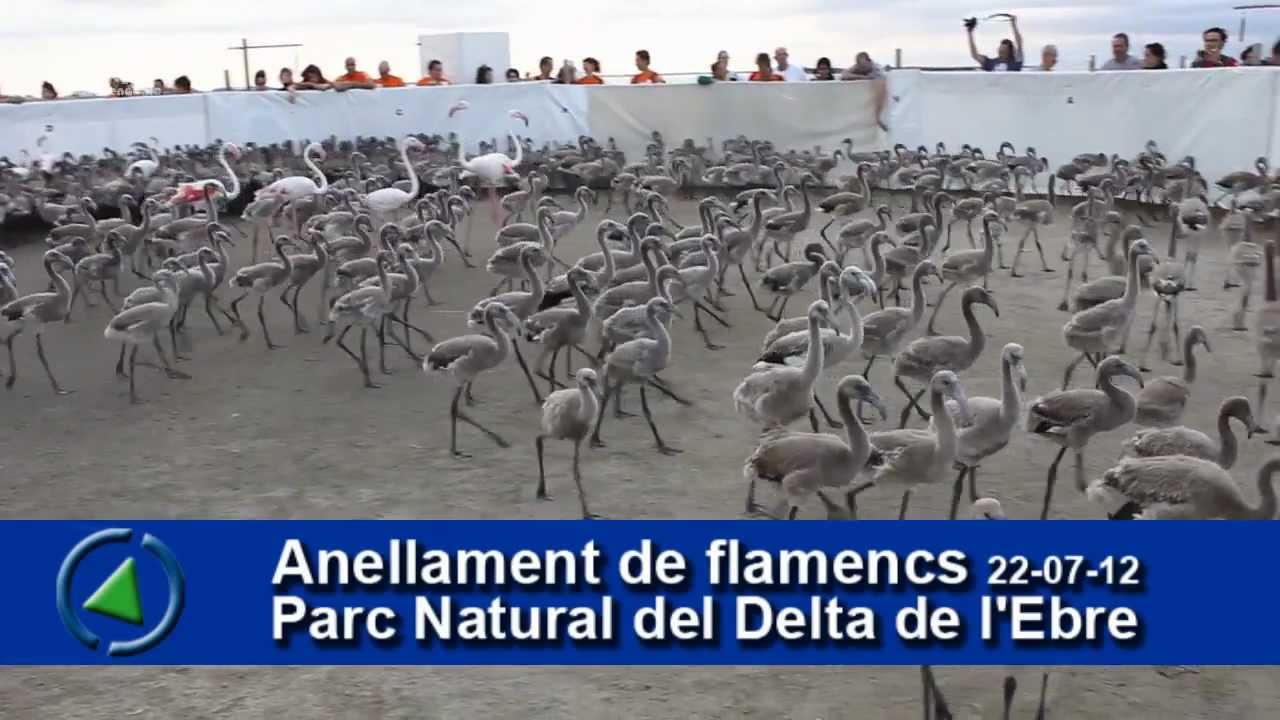 Anellament de flamencs al Parc Natural del Delta de l'Ebre (22 juliol ...