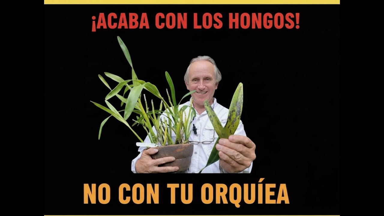 ¿Hongos en Orquídeas? Cómo eliminarlos antes de que destruyan tu planta