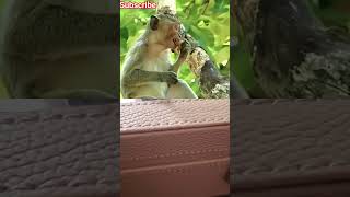 #monkey #funny #comedy #tamil #memes #animals #humor #voiceover #dubbing #dogs #cat #newmemes
