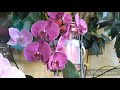 Как формировать ветвистые цветоносы на орхидеях! 🤩🤩🤩