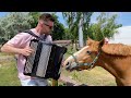 Horse in love with accordion