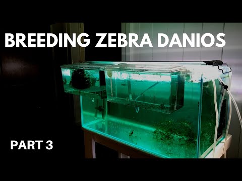 Video: 3 Ways to Raise a Zebra Danio