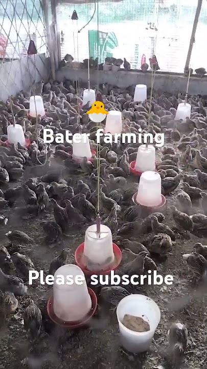 bater layer farm.बटेर के अंडे #quailfarming #bater #farming #chicks #baterpalan