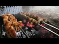 Pork jowl Pork Ribs Lamb  BBQ Xorovats Arkad Հայկական խորոված