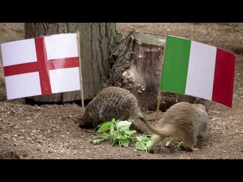 Meerkats pick England for Euro 2020 glory