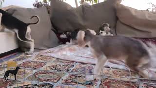 salukipuppies by Persian greyhound Saluki 6 views 2 months ago 29 seconds