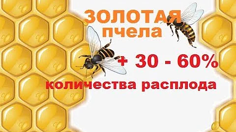 Как заставить матку откладывать яйца. Стимулирующая яйцекладку подкормка пчелиных семей.