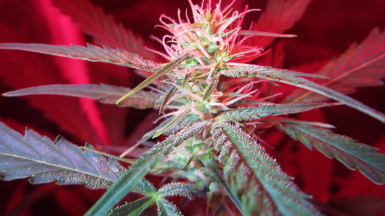 OG KUSH -  Zblizenie - Box Afgana -