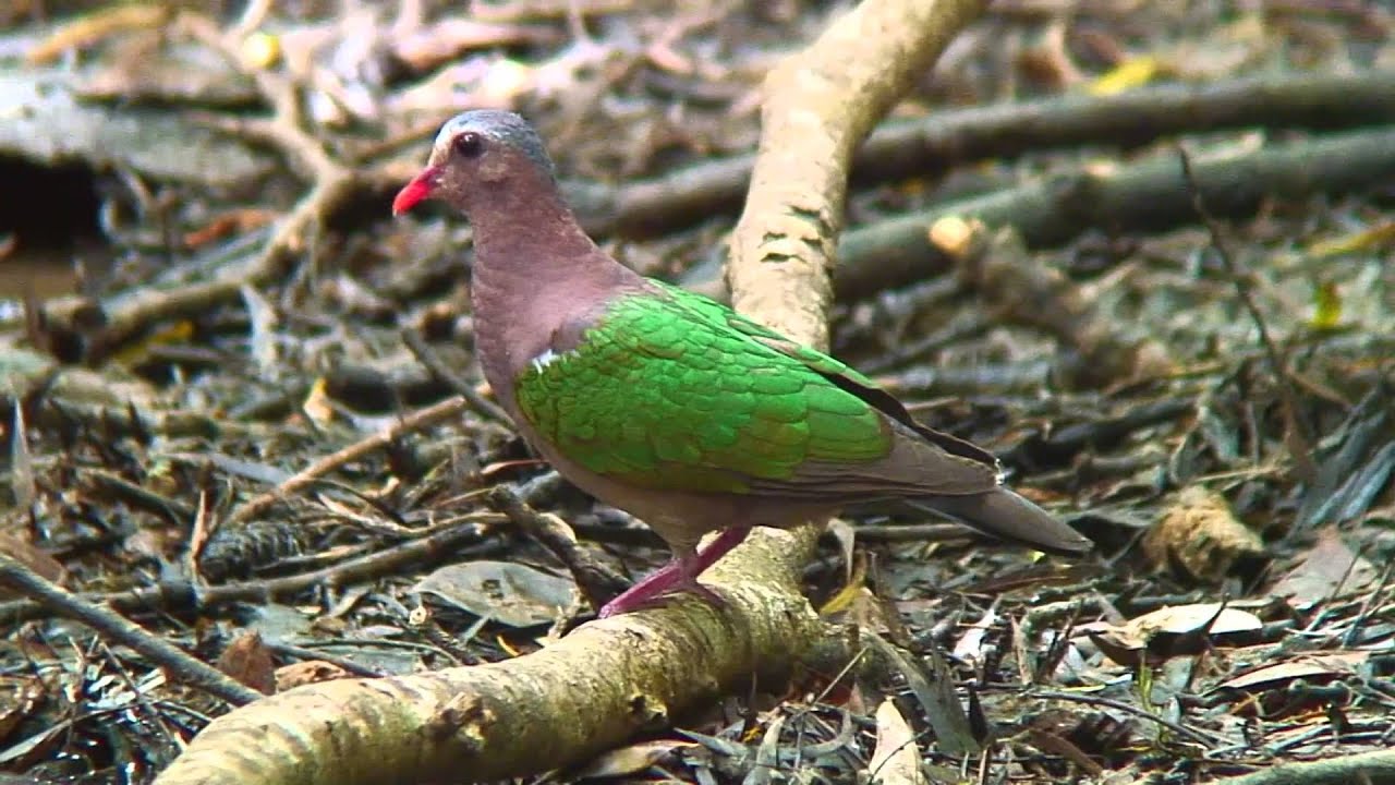 鳩の鳴き声はこんなに種類が よく鳴くタイミングにも注目してみて 生活110番