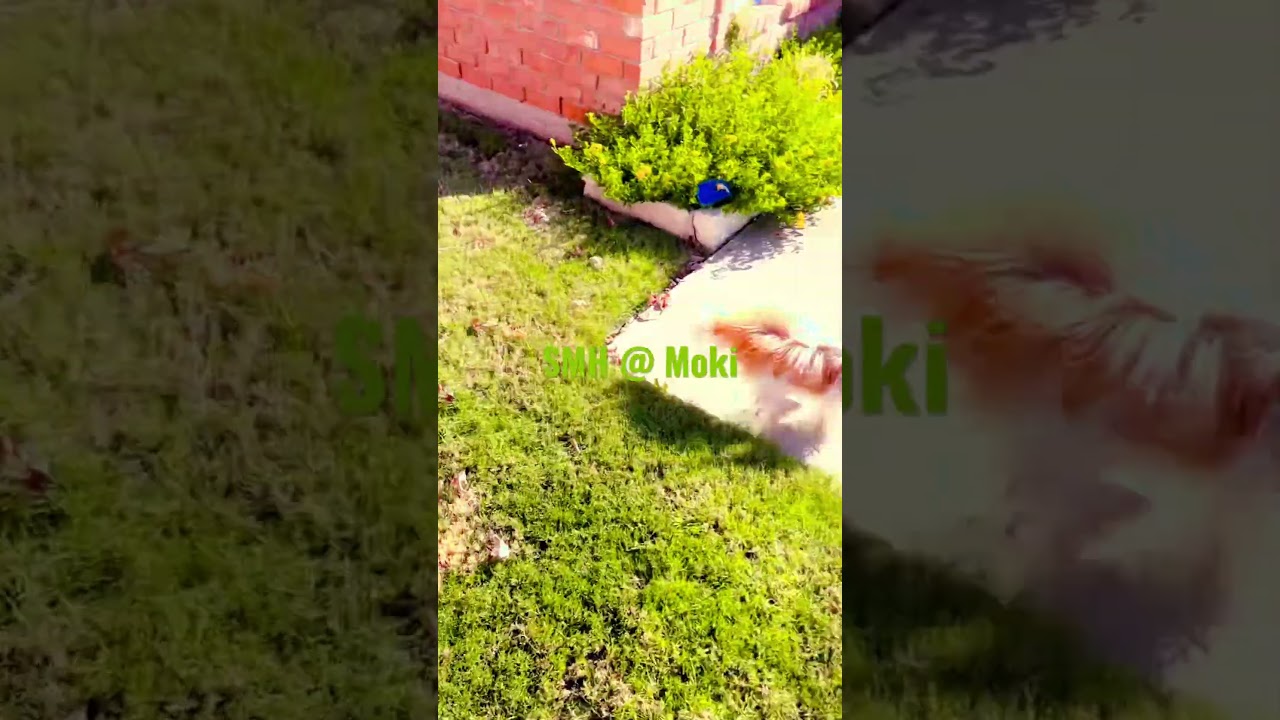 Watch Moki’s Great Escape 🏃♀️💨 #doglove on YouTube Watch Moki’s Great Escape 🏃♀️💨 #doglove on YouTube