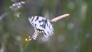 marbled white