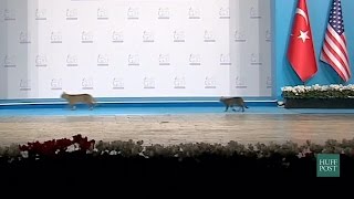 Cats Steal The Stage At The G20 Summit Cats Steal The Stage At The G20 Summit
