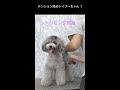 テンション高めトイプーちゃん 1