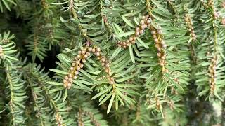 Common yew - twigs, leaves & flower buds (female) - February 2025