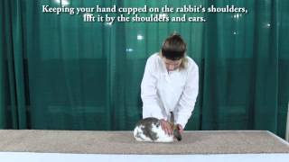 Michigan 4-H Rabbit Showmanship: Handling